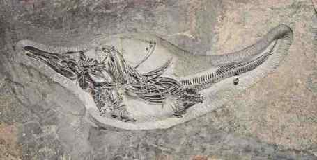 کشف فسیل ماهی خزنده ۱۲۰ میلیون ساله! +عکس