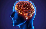 آناتومی مغز هر انسان کاملا شخصی است