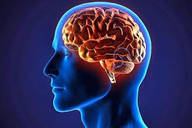 آناتومی مغز هر انسان کاملا شخصی است