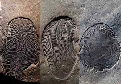 کشف قدیمی ترین جانور جهان متعلق به ۵۵۸ میلیون سال پیش
