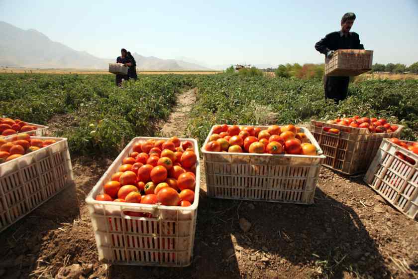 اعطای نشان حد مجاز آلایندگی به محصولات کشاورزی آذربایجان‌شرقی