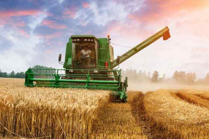 پیش بینی برداشت بیش از ۸۰۰ هزار تن گندم از مزارع آذربایجان شرقی