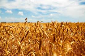 مشاهده بیماری زنگ زرد در مزارع گندم آذربایجان‌شرقی/ سمپاشی مورد توجه کشاورزان باشد