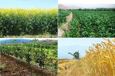 بیمه ۲۳۵ هزار هکتار اراضی کشاورزی آذربایجان شرقی