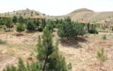 درختکاری صد هکتاری شهرداری منطقه ۵ در تفرجگاه آرپادره‌سی