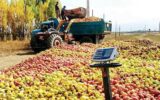 حذف باغات سیب و جایگزین شدن گردو، پسته و بادام