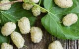 جشنواره توت سفید در هوراند برگزار می شود جشنواره توت سفید در هوراند برگزار می شود