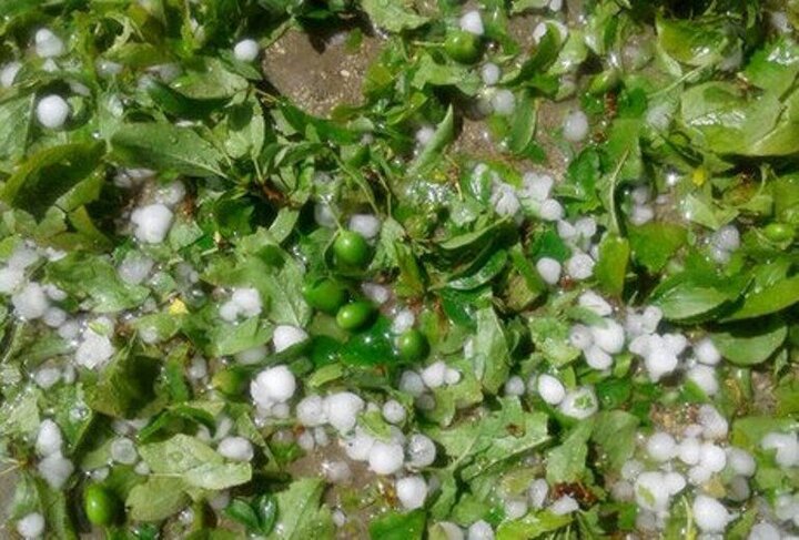 هشدار بارش تگرگ در شهرهای شمالی و شرقی آذربایجانشرقی هشدار بارش تگرگ در شهرهای شمالی و شرقی آذربایجانشرقی