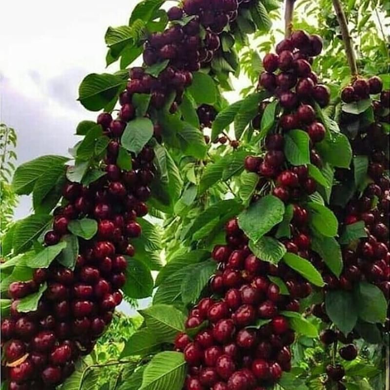 افزایش ۴۶ درصدی تولید گیلاس در آذربایجان شرقی افزایش ۴۶ درصدی تولید گیلاس در آذربایجان شرقی