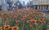 طراوت پاییز در تبریز با کاشت گلهای فصلی در سطح منطقه یک طراوت پاییز در تبریز با کاشت گلهای فصلی در سطح منطقه یک