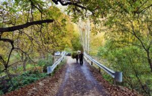 آماده‌باش کامل یگان حفاظت محیط‌زیست در جنگل‌های آذربایجان شرقی