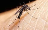 گسترش فعالیت پشه آئدس با بارش‌های پاییزی / هشدار گسترش تب دنگی در مناطق شمالی و جنوبی