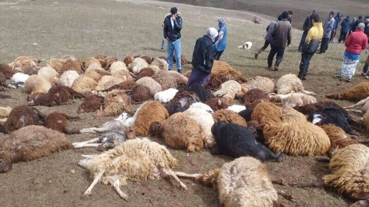 تلف شدن ۱۱۰ رأس گوسفند بر اثر برخورد صاعقه در اهر تلف شدن ۱۱۰ رأس گوسفند بر اثر برخورد صاعقه در اهر