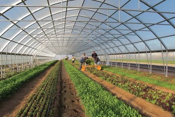 هدفگذاری برای توسعه ۴۰۰ هکتاری گلخانههای مدرن در آذربایجان شرقی هدفگذاری برای توسعه ۴۰۰ هکتاری گلخانههای مدرن در آذربایجان شرقی