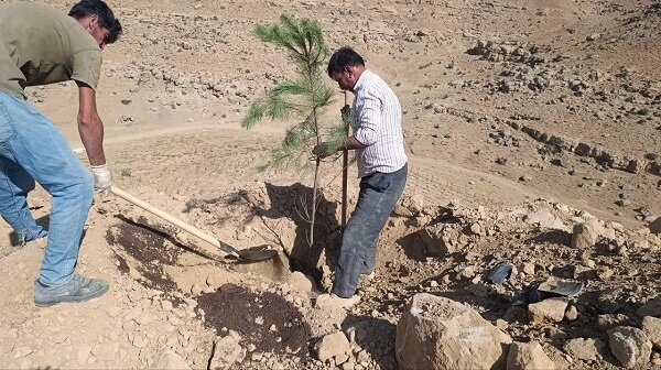 توسعه فضای سبز در سایت ۲ آرپادره‌سی