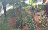 کاشت ۴۸ هزار بوته گل رز و زرشک در سطح جنوب غرب تبریز