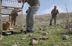 زنده‌گیری یک قلاده گربه جنگلی در اهر