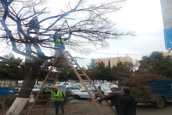 اجرای طرح هرس و جوانسازی درختان منطقه ۴ اجرای طرح هرس و جوانسازی درختان منطقه ۴