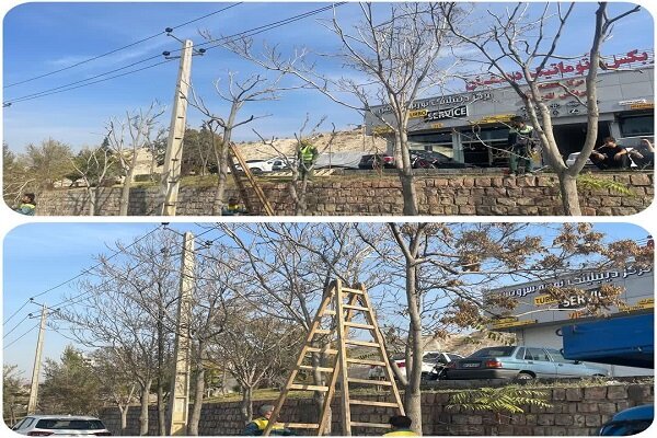 هرس ۶ هزار اصله درخت در منطقه ۵ طی دو ماه اخیر