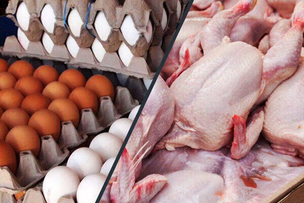 افزایش ناگهانی قیمت مرغ و تخم‌ مرغ در تبریز؛ شوک به بازار مواد غذایی