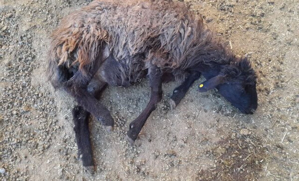 تلف شدن چندین راس گوسفند در روستای دهدولان در اثر جاری شدن سیل