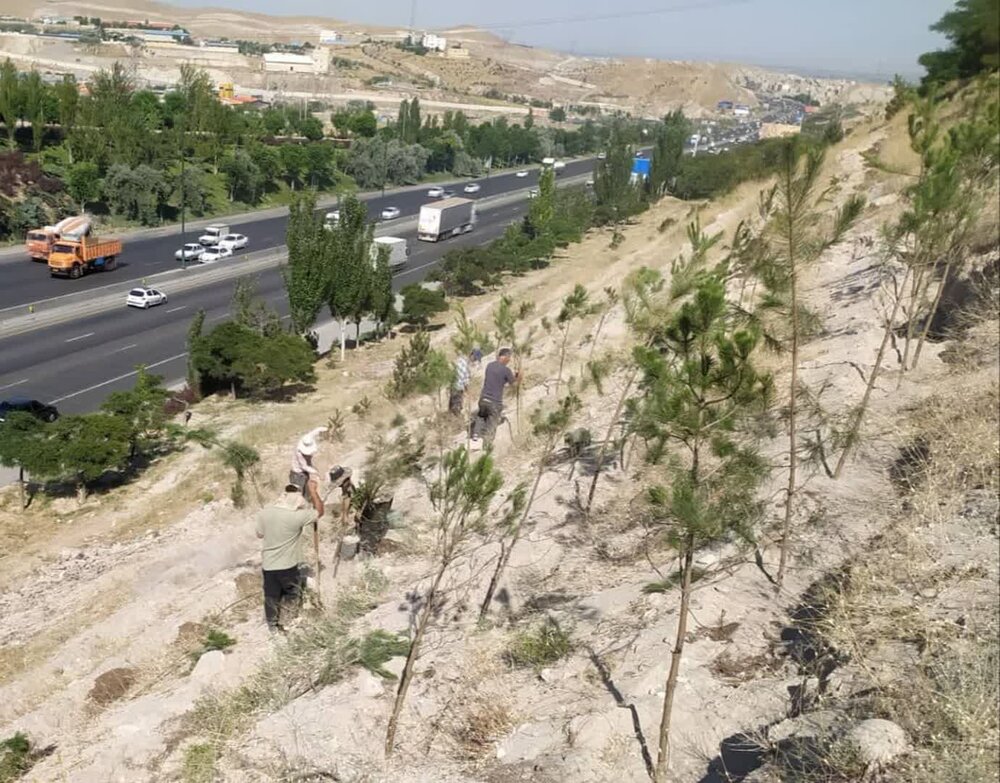 احداث دیوار سبز توسط شهرداری منطقه ۲ با کاشت ۵۰۰ اصله نهال کاج