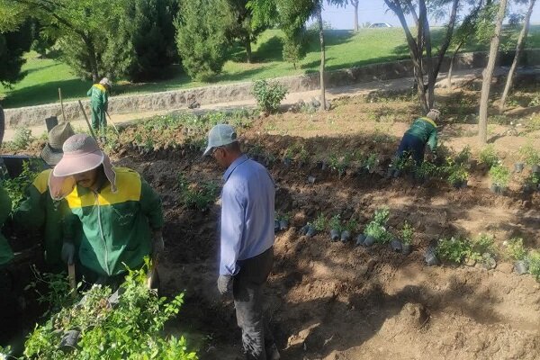کاشت و واکاری ۱۸ هزار گلدان رز هفت‌رنگ و نسترن در رزکاری‌های سه‌راهی فرودگاه