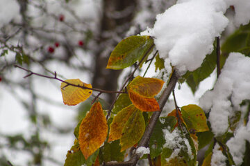 هواشناسی ۱۴۰۵/۰۸/۰۵؛ هشدار بارش باران و برف در ۲۵ استان هواشناسی ۱۴۰۵/۰۸/۰۵؛ هشدار بارش باران و برف در ۲۵ استان